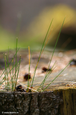 natura, Sorin Buturugeanu
