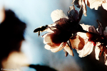 foto, poze
