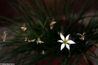 blog, foto