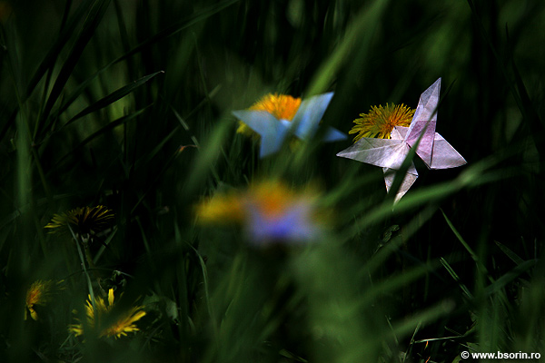 reportaj, natura, nud, foto
