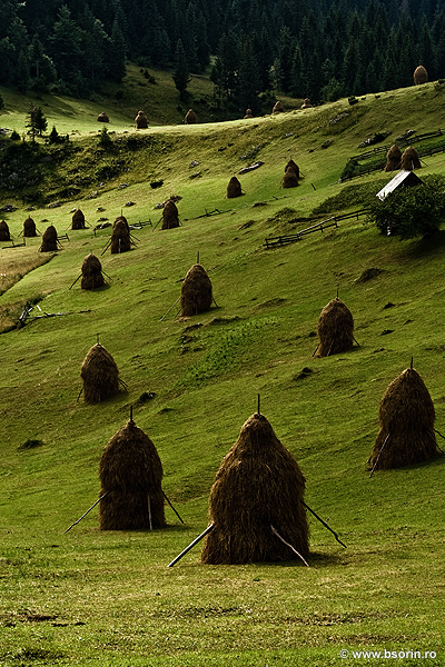 portofoliu, Sorin, peisaj