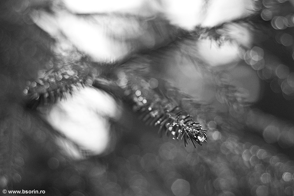 Sorin, portofoliu, foto, blog, Sorin Buturugeanu