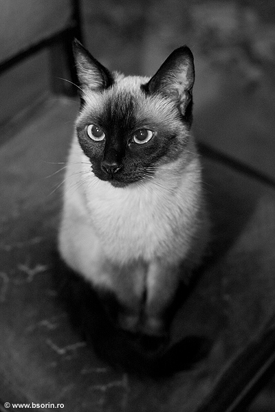 Sorin, blog, portret, foto