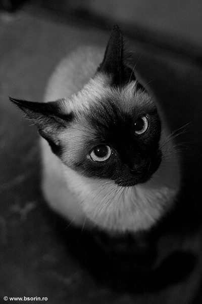 portofoliu, portret, foto, fotograf