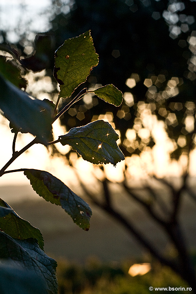 Sorin, foto, natura, fotograf