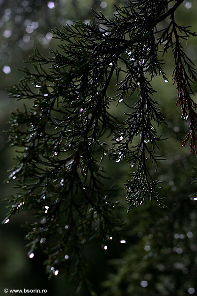 portret, fotografie, fotograf, natura