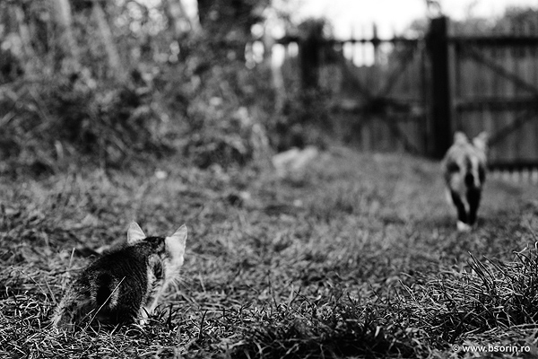 portofoliu, natura, blog, fotograf