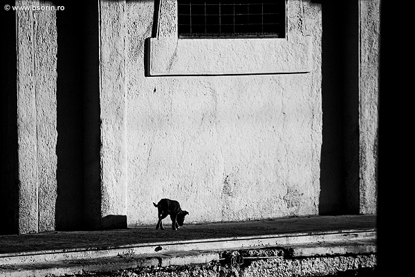 natura, portofoliu, blog, fotografie