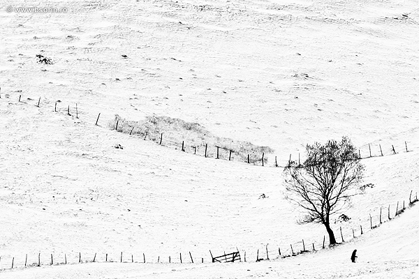 foto, portofoliu, natura, Sorin Buturugeanu, blog