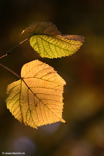 Sorin, fotografie, foto, portofoliu, peisaj