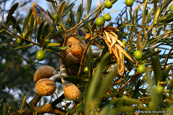 Sorin, peisaj, blog, foto, portofoliu